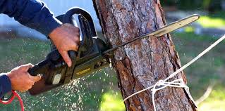Best Emergency Tree Removal  in Portage, PA