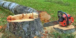 Best Tree Maintenance Programs  in Portage, PA
