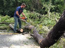 How Our Tree Care Process Works  in  Portage, PA