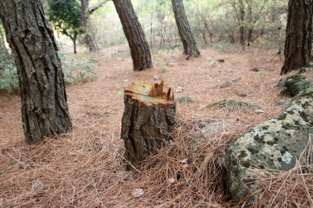 Professional Tree Care in Portage, PA