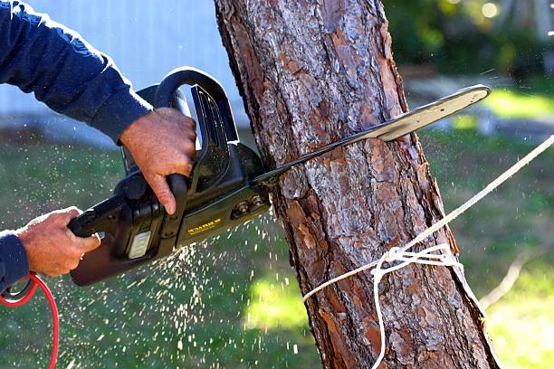 Best Root Management and Removal  in Portage, PA