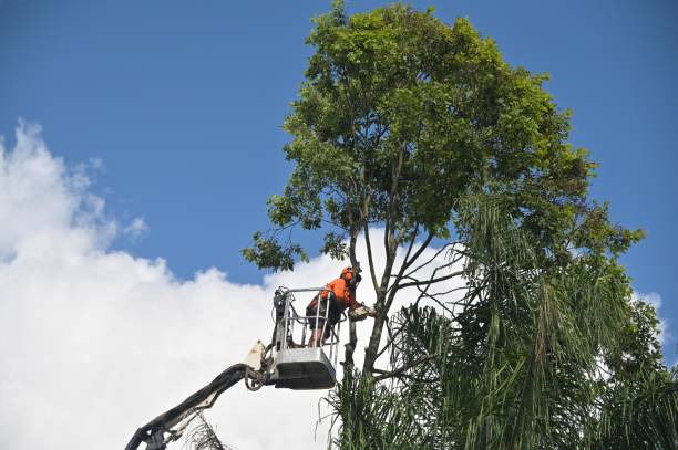 Best Tree Preservation Services  in Portage, PA