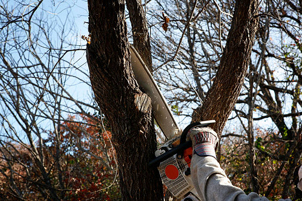 Best Storm Damage Tree Cleanup  in Portage, PA
