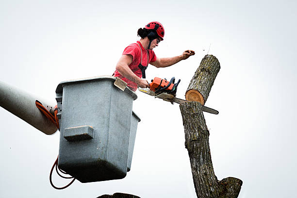 Best Leaf Removal  in Portage, PA