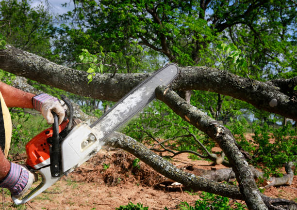 Best Commercial Tree Services  in Portage, PA
